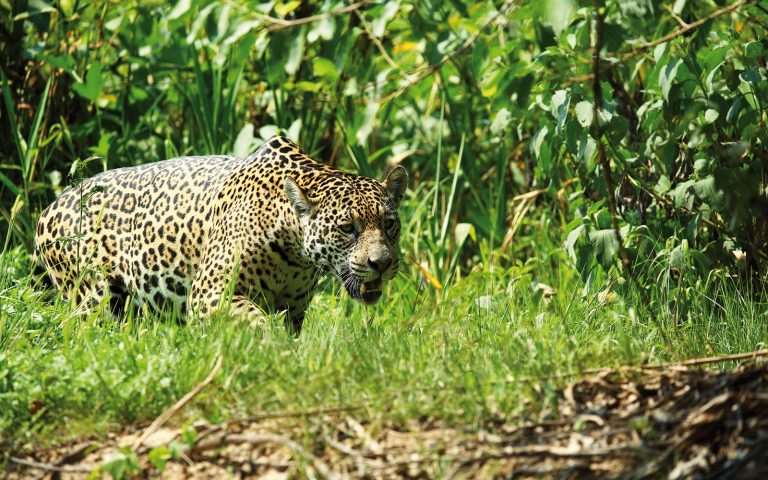 Impressions sauvages