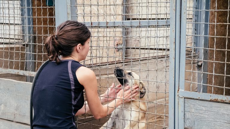 SPA : à quand un nouveau refuge ?