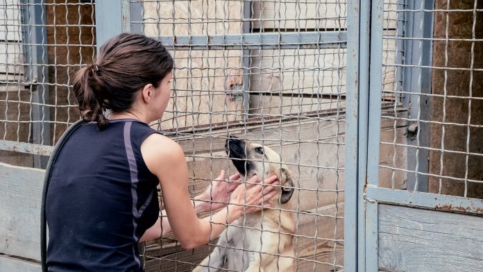 refuge-animaux-monaco
