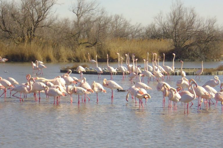 Camargue Au paradis des flamants  roses et des taureaux