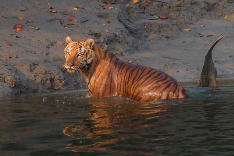 Sous l’eau, les plus grandes réserves mondiales de carbone bleu