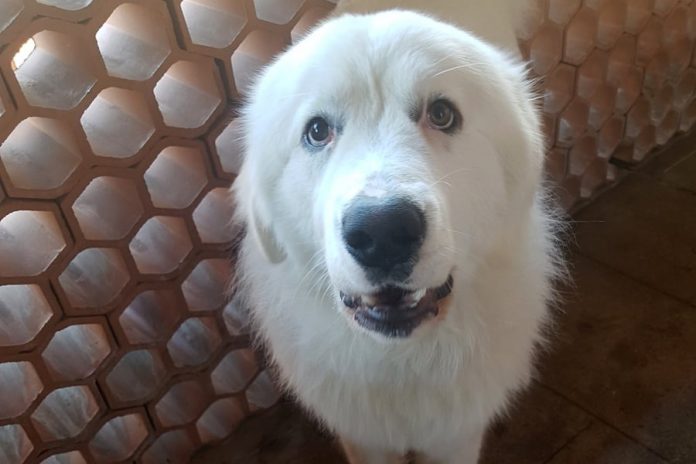 Spa Monaco Adoption chien