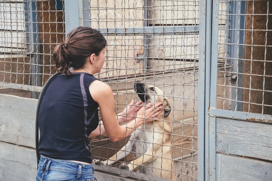 SPA Monaco refuge Saint-Martin de Peille