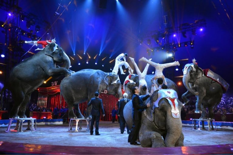 Le festival du cirque de Monte-Carlo et New Generation réunis en un événement unique