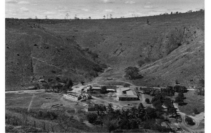 forêt Sebastiao Salgado 1998