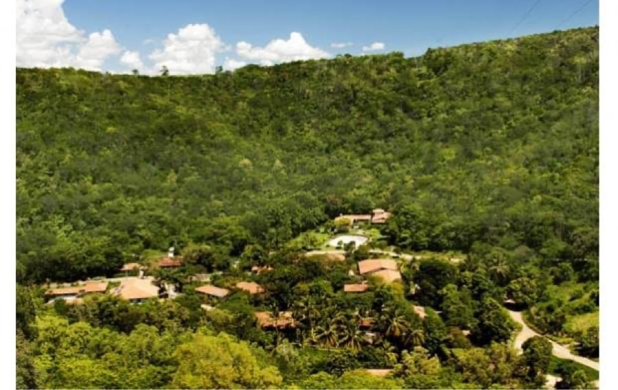 forêt Sebastiao Salgado 2008