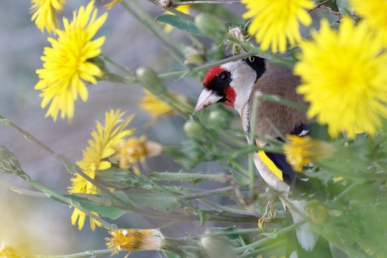 Chardonneret élégant Carduelis carduelis