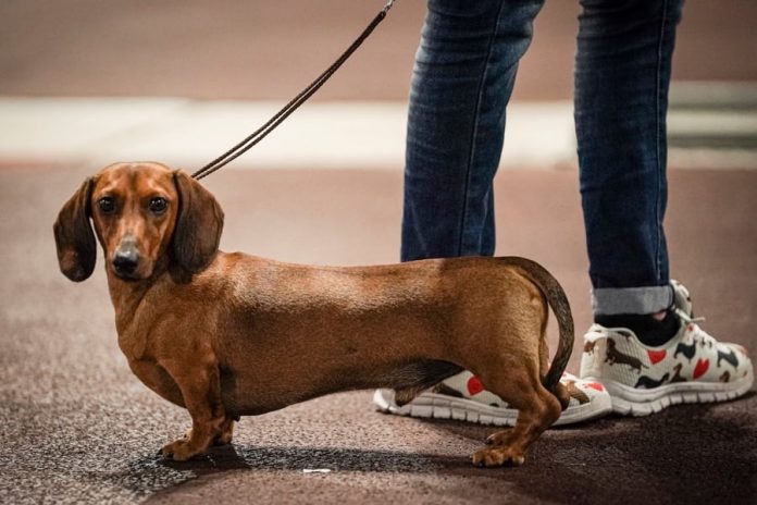 Chien Chapiteau de Monaco