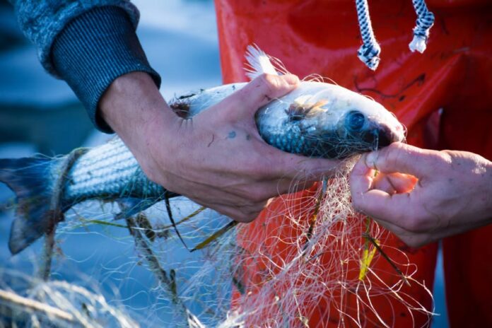 Poisson pêche MrGoodFish