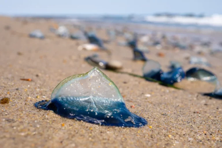 Méduses bleues plage Larvotto