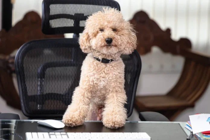 Chiens préférés Monaco Caniche Animaux compagnie