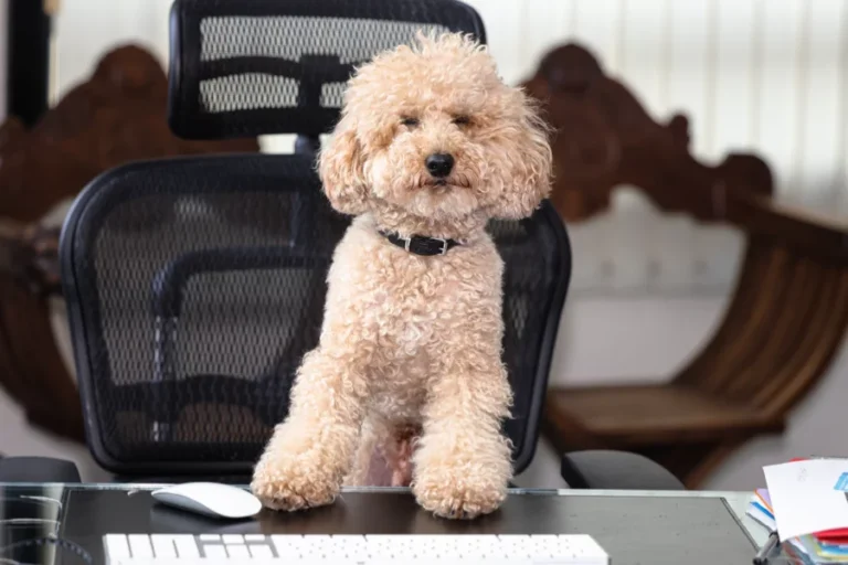 Chiens préférés Monaco Caniche Animaux compagnie
