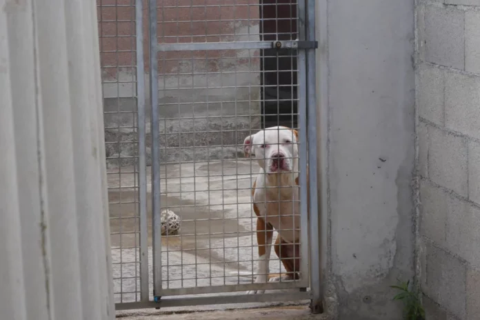 Refuge animalier Eze Animaux Chien