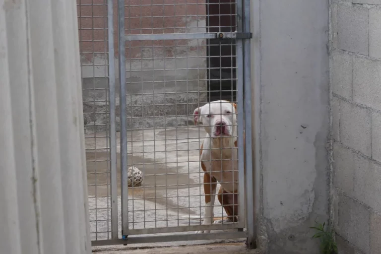 Refuge animalier Eze Animaux Chien