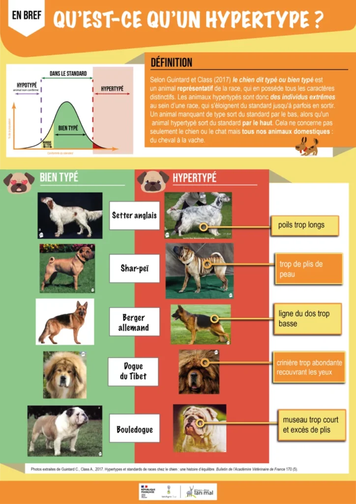 Chiens mal portants animaux revers culte beauté canine Hypertype
