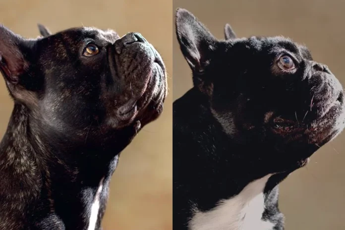 Chiens mal portants animaux revers culte beauté canine