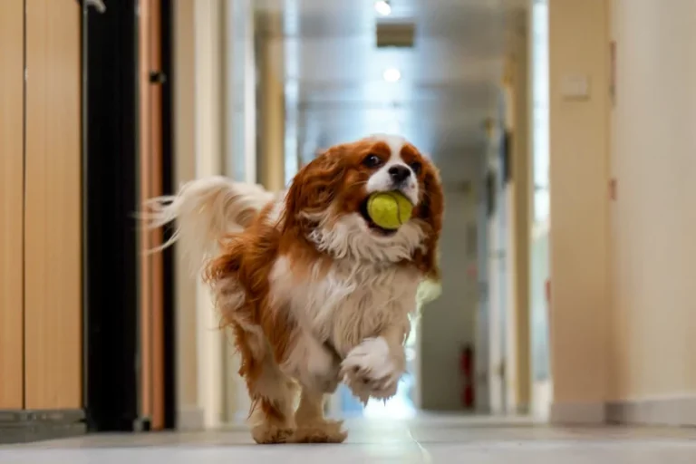 Entreprises Dog Friendly Monaco Chiens animaux bien être travail