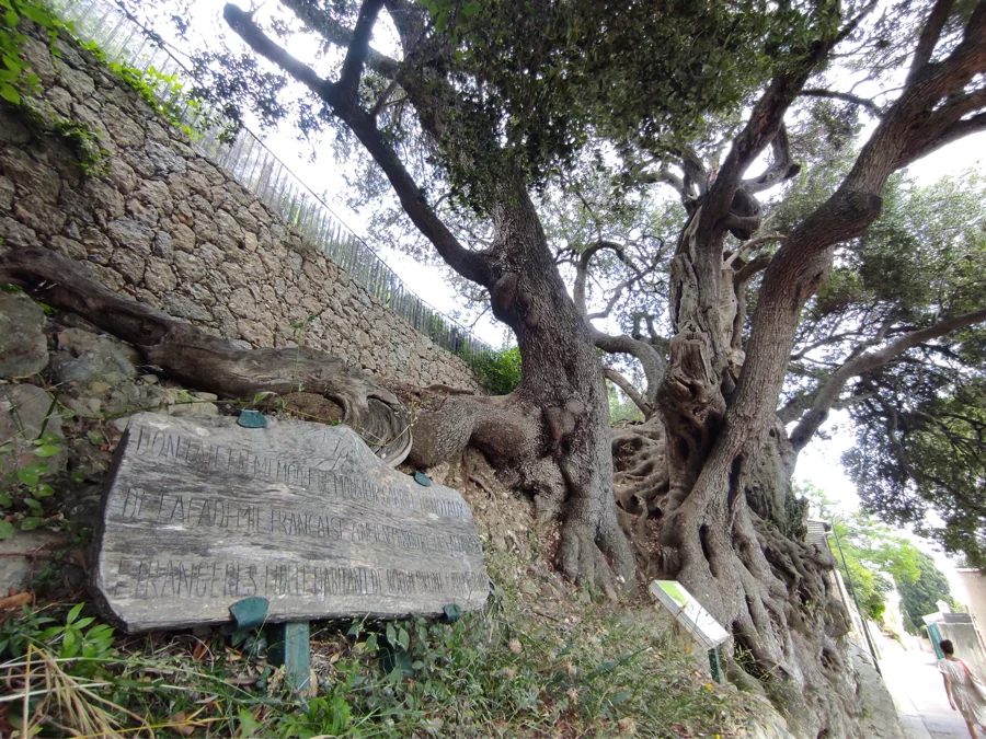 Plus vieil arbre de France Roquebrune Cap Martin Nature