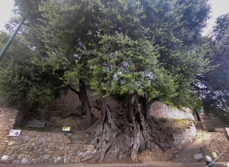 Plus vieil arbre de France Roquebrune Cap Martin Nature