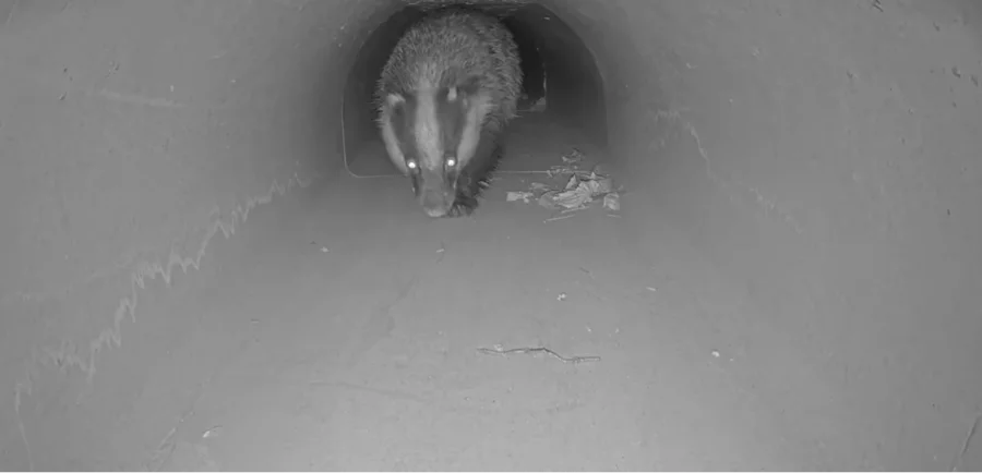 Tunnels animaux sauvage