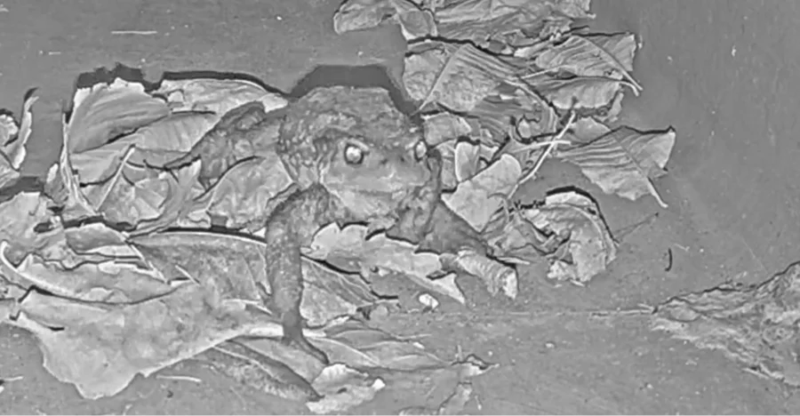 Tunnels animaux sauvage