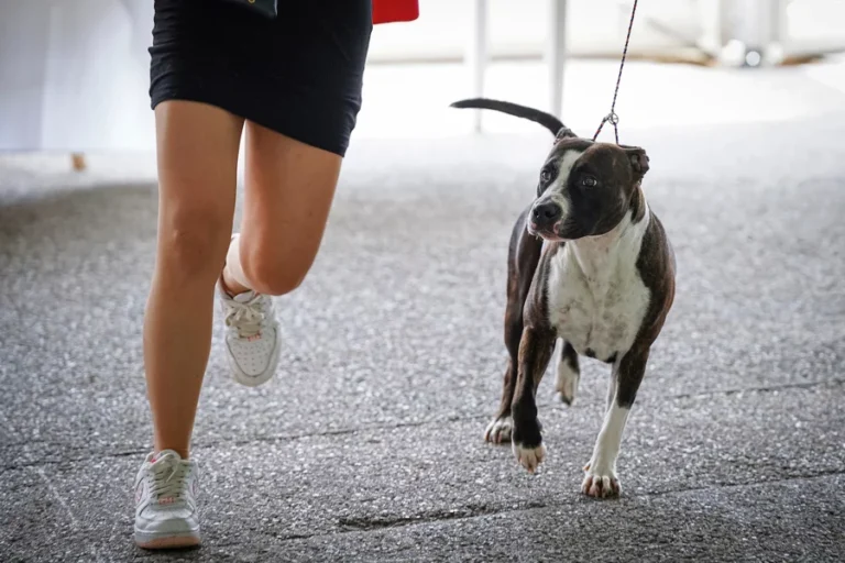 Plus de 1400 chiens ce week-end au Chapiteau de Fontvieille à Monaco 