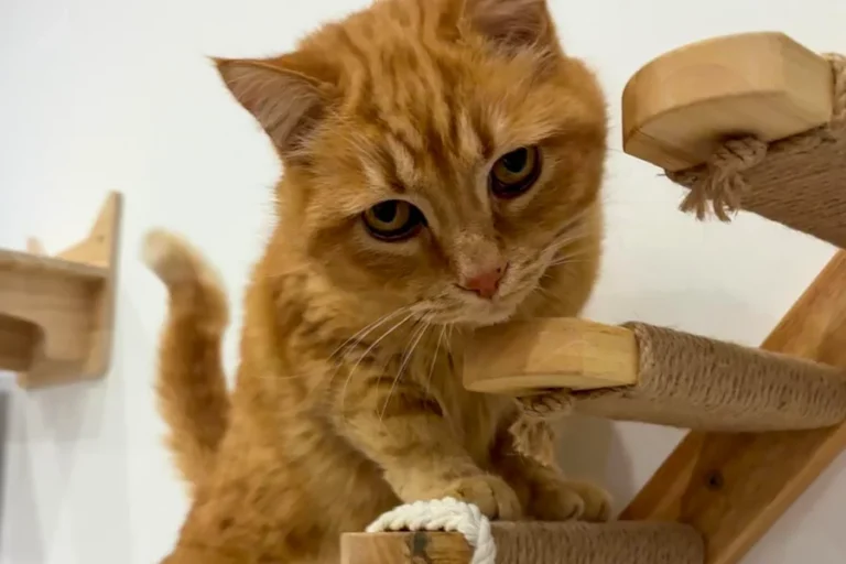 Maison Ronron Hôtel Chats